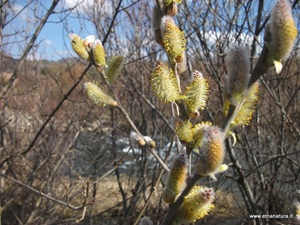 Salix atrocinerea