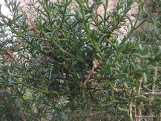 Salsola oppositifolia