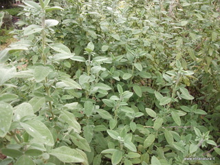 Salvia fruticosa