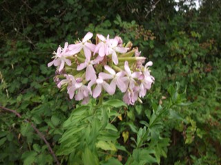 Saponaria officinalis