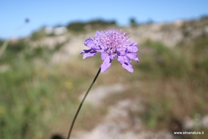 Scabiosa atropurpurea