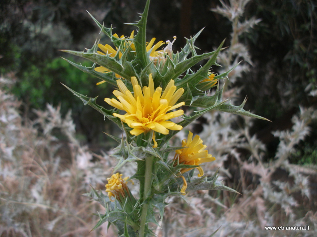 Scolimus grandiflorus