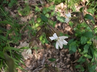 Silene latifolia