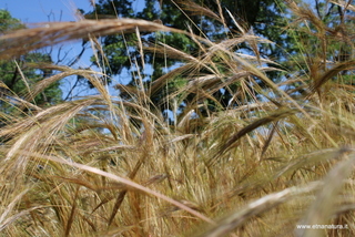 Stipellula capensis
