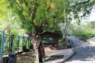 Styphnolobium japonicum