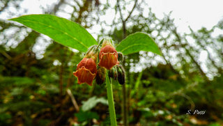 Symphytum gussonei