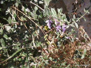 Teucrium fruticans