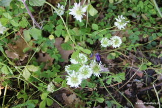 Trifolium nigrescens