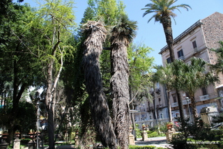 Trithrinax campestris