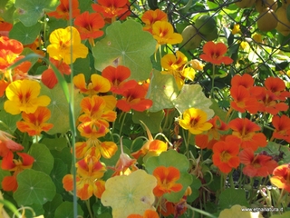 Tropaeolum majus