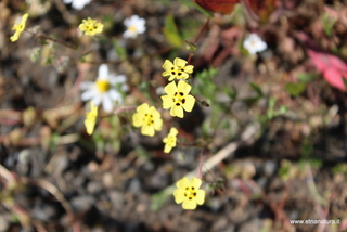 Tuberaria guttata