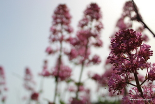 Valeriana Rubra