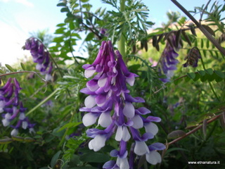 Vicia villosa