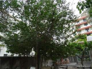 ZelKova sicula