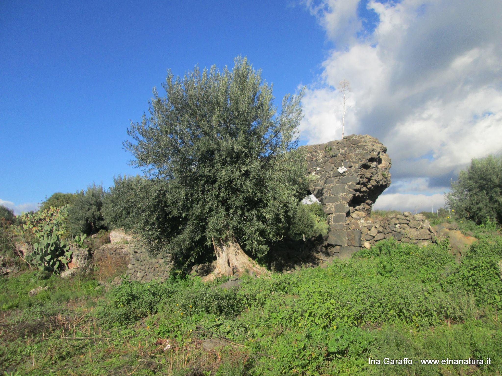 Acquedotto romano Scalilli