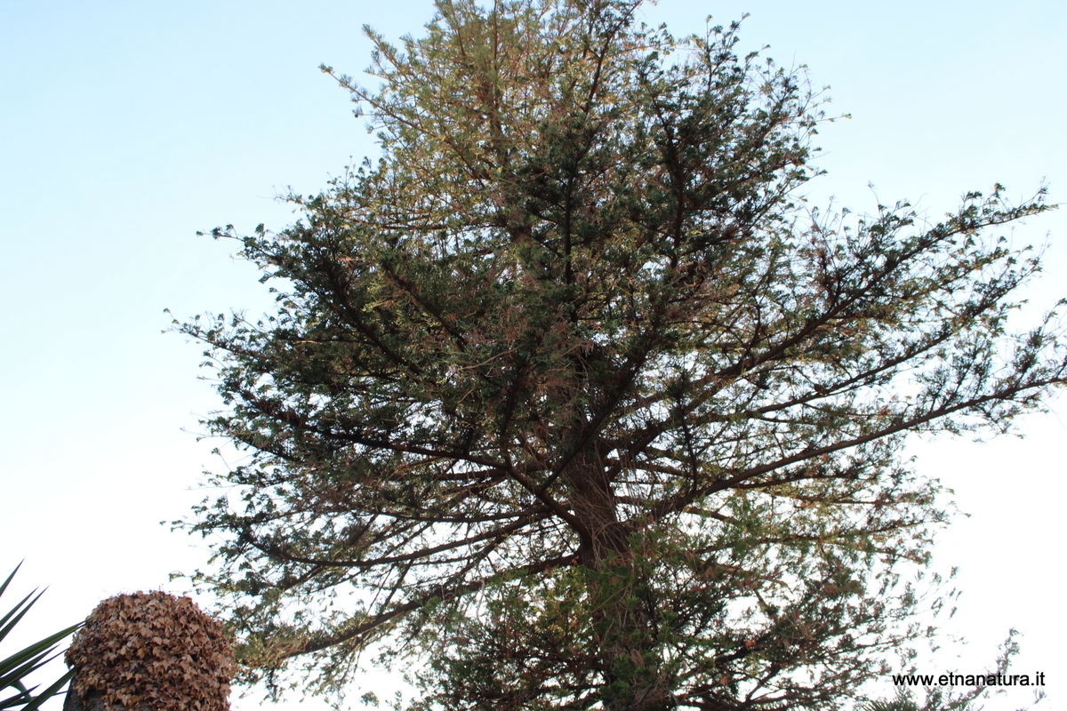 Araucaria santa Barbara