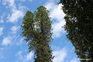 Araucaria villa Bellini