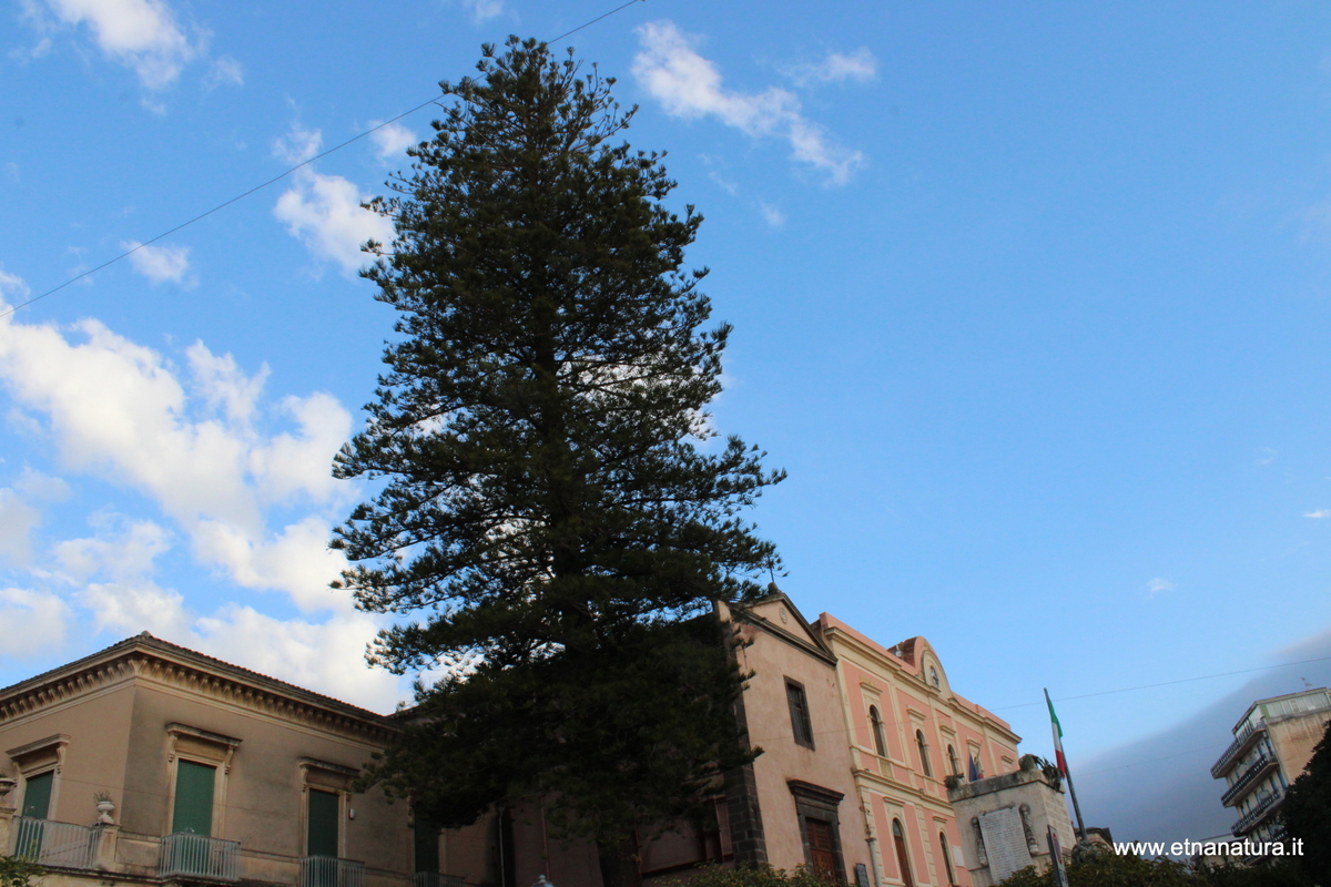 Araucaria villetta Caduti