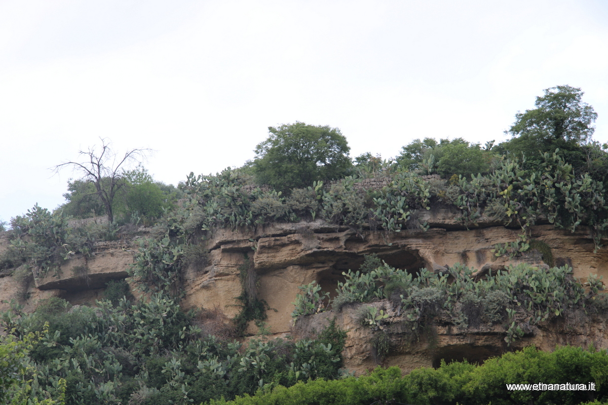 Attorno all Acropoli Leontina