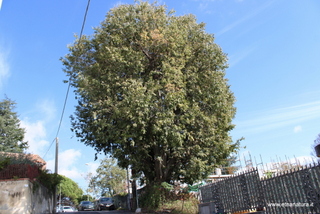 Bagolaro di Zafferana