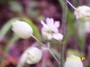 Bosco_Nicolosi - Silene_vulgaris_Bosco_del_barone_050.jpg