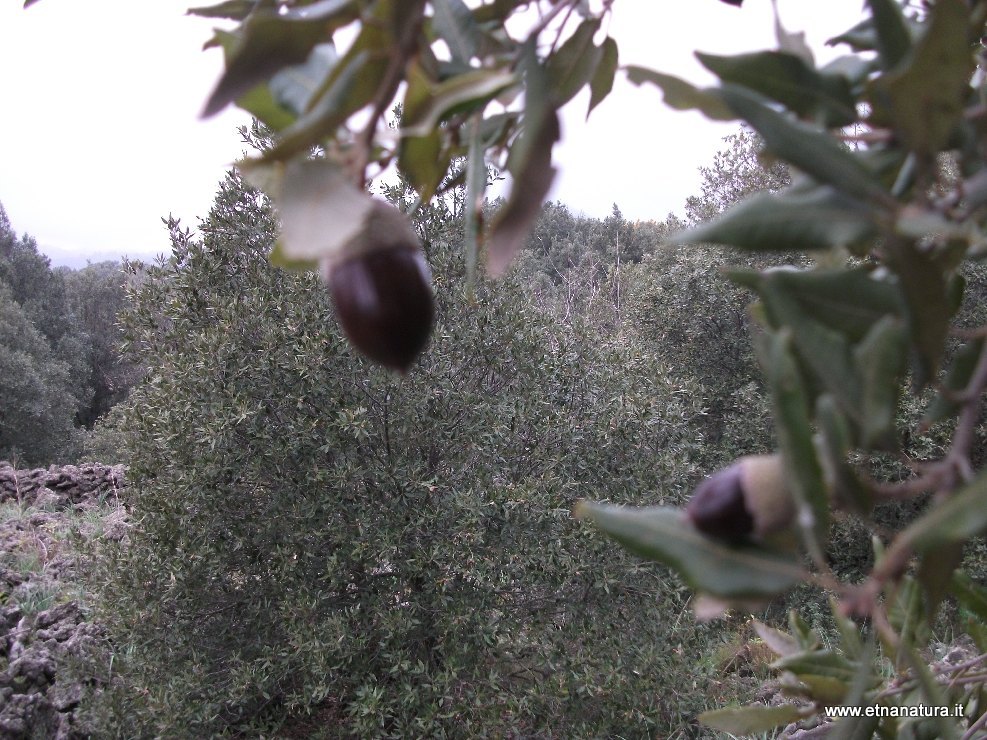 Bosco dello Scacchiere