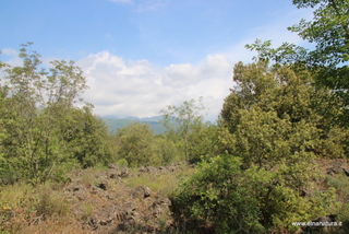 Bosco dello Scacchiere