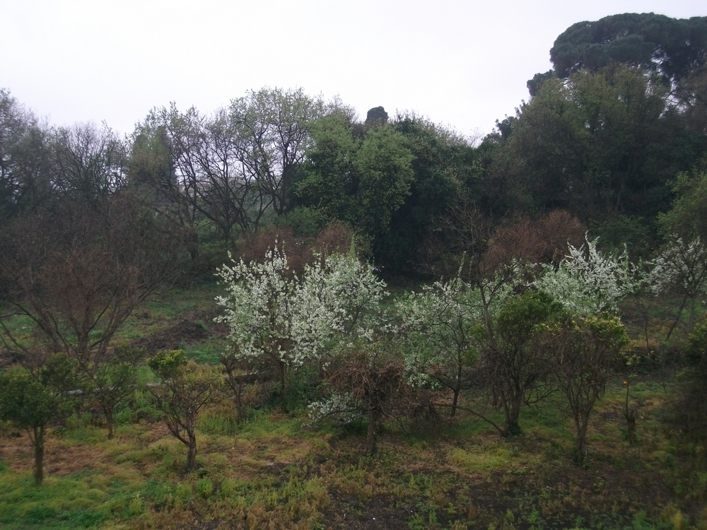 sco dello Scacchiere-01042012 3188
