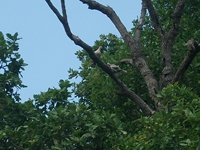sco dello Scacchiere-Columba palumbus 20110610 2519