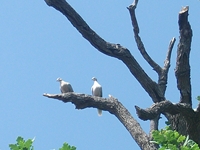 sco dello Scacchiere-Columba palumbus 20110610 2520