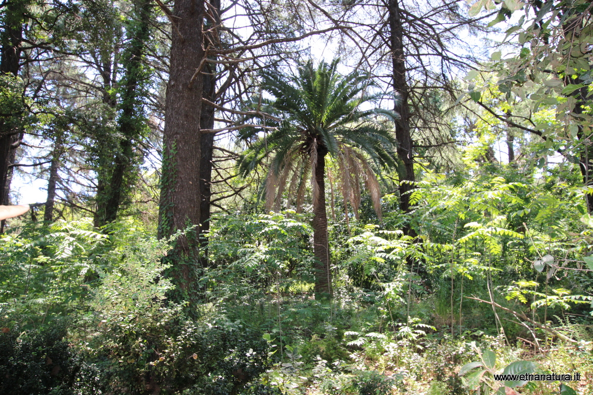 Bosco di Casalotto