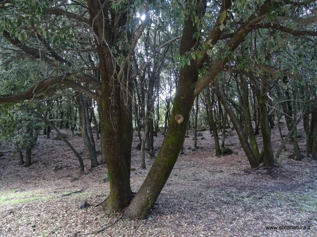 Bosco di Centorbi-Numero visite:38113