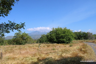 Bosco santa Maria la Stella