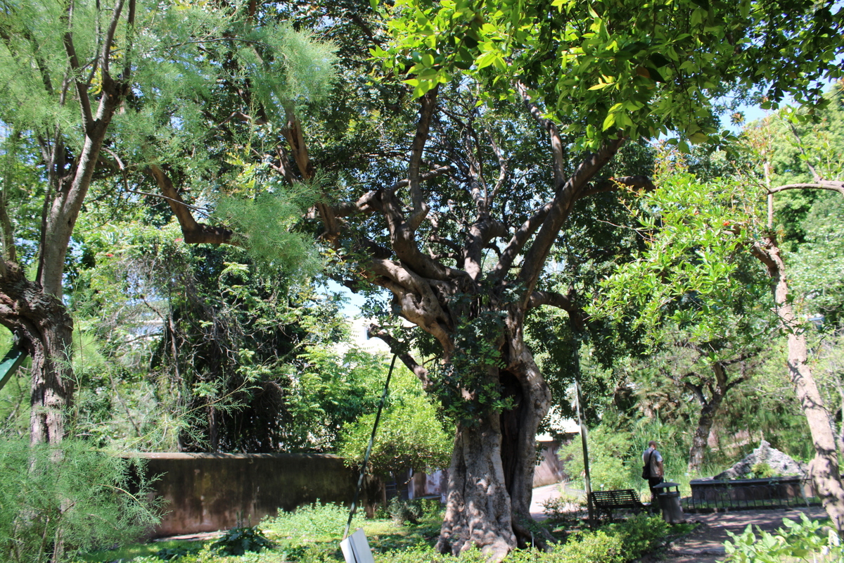 Carrubbo Orto Botanico Catania