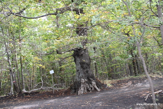 Castagni monte Fontane