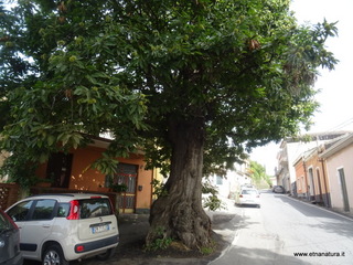 Castagno di Rinazzu