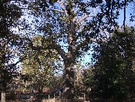 Castagno_di_Serra_Pizzuta - Castanea_sativa_201011121%20011.jpg