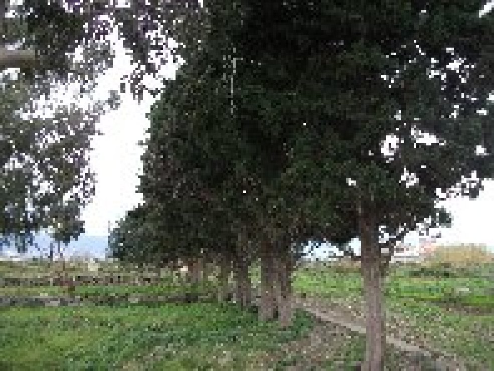 Chiancone - 20101226%20100.jpg