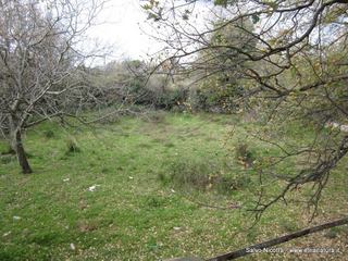 sterna della Regina1798772 625862637466977 214146783 n