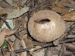 Contrada_Ilice - 20091230_Lycoperdon_perlatum_005.jpg