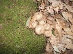 Contrada_Ilice - 20091230_Lycoperdon_piriforme_019.jpg