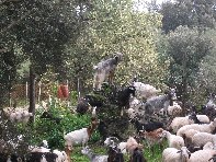Contrada_Ilice - 201011114%20116.jpg