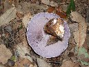 Contrada_Ilice - Agarico_Violetto_1.jpg