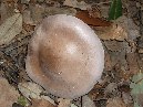 Contrada_Ilice - Agarico_Violetto_2.jpg