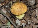 ntrada Ilice-Boletus subappendiculatus 013