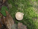 Contrada_Ilice - Contrada_Ilice_2009_11_15_Lycoperdon_perlatum_031.jpg