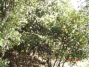 ntrada Ilice-DSC00620