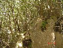 ntrada Ilice-DSC00637