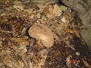 Contrada_Ilice - Lycoperdon_perlatum_610.JPG