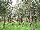 ntrada Ilice-Monte Ilice 035